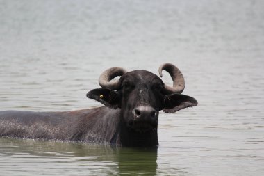 Su gölünde bufalo, İtalyan bufalosu ve Hint bufalosu yakın çekim.