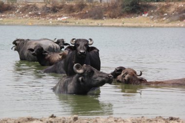 Su gölünde bufalo, İtalyan bufalosu ve Hint bufalosu yakın çekim.