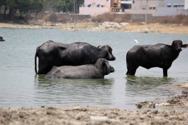 Su gölünde bufalo, İtalyan bufalosu ve Hint bufalosu yakın çekim.