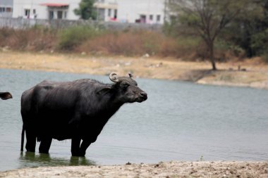 Su gölünde bufalo, İtalyan bufalosu ve Hint bufalosu yakın çekim.
