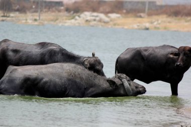 Su gölünde bufalo, İtalyan bufalosu ve Hint bufalosu yakın çekim.