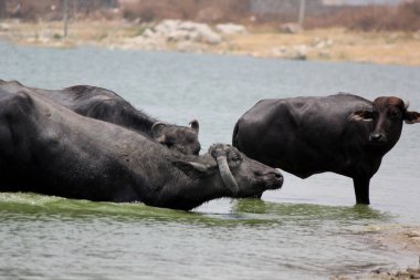 Su gölünde bufalo, İtalyan bufalosu ve Hint bufalosu yakın çekim.