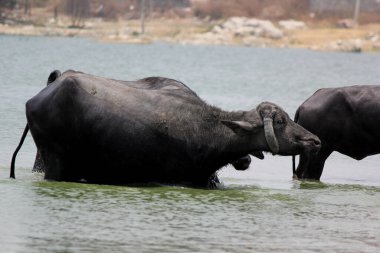 Su gölünde bufalo, İtalyan bufalosu ve Hint bufalosu yakın çekim.