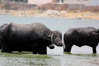 Su gölünde bufalo, İtalyan bufalosu ve Hint bufalosu yakın çekim.