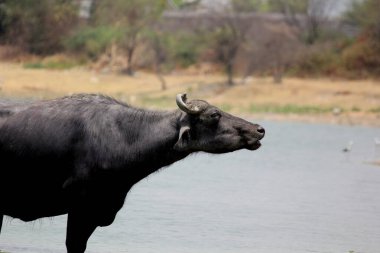 Su gölünde bufalo, İtalyan bufalosu ve Hint bufalosu yakın çekim.