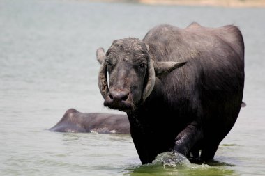Su gölünde bufalo, İtalyan bufalosu ve Hint bufalosu yakın çekim.