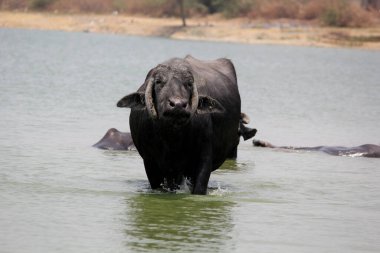 Su gölünde bufalo, İtalyan bufalosu ve Hint bufalosu yakın çekim.