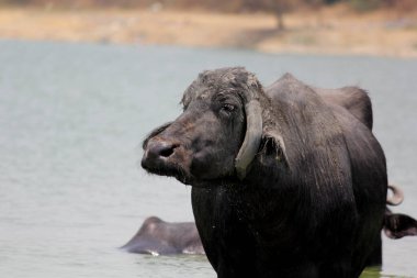 Su gölünde bufalo, İtalyan bufalosu ve Hint bufalosu yakın çekim.