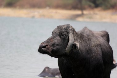 Su gölünde bufalo, İtalyan bufalosu ve Hint bufalosu yakın çekim.
