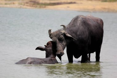 Su gölünde bufalo, İtalyan bufalosu ve Hint bufalosu yakın çekim.