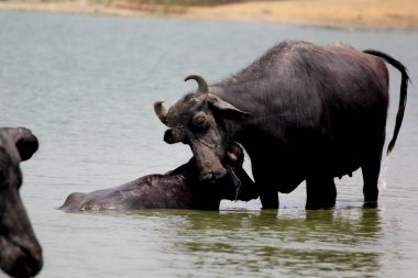 Su gölünde bufalo, İtalyan bufalosu ve Hint bufalosu yakın çekim.