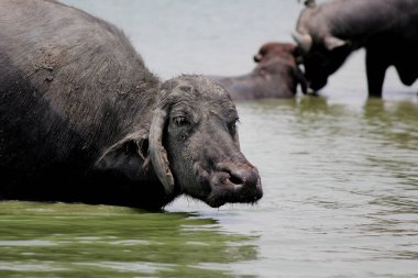 Su gölünde bufalo, İtalyan bufalosu ve Hint bufalosu yakın çekim.