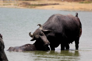 Su gölünde bufalo, İtalyan bufalosu ve Hint bufalosu yakın çekim.