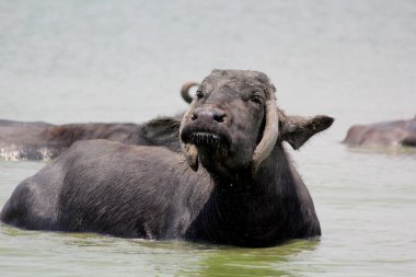 Su gölünde bufalo, İtalyan bufalosu ve Hint bufalosu yakın çekim.