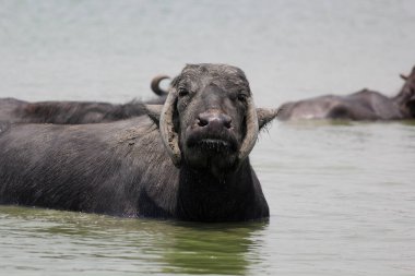 Su gölünde bufalo, İtalyan bufalosu ve Hint bufalosu yakın çekim.