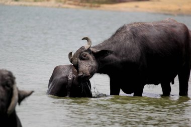 Su gölünde bufalo, İtalyan bufalosu ve Hint bufalosu yakın çekim.