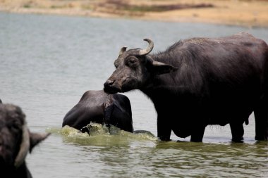 Su gölünde bufalo, İtalyan bufalosu ve Hint bufalosu yakın çekim.
