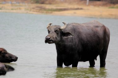Su gölünde bufalo, İtalyan bufalosu ve Hint bufalosu yakın çekim.