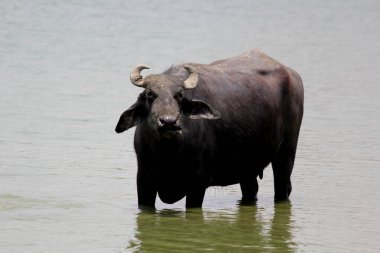 Su gölünde bufalo, İtalyan bufalosu ve Hint bufalosu yakın çekim.