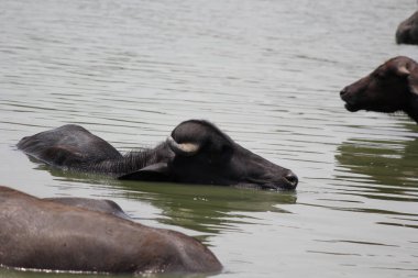 Su gölünde bufalo, İtalyan bufalosu ve Hint bufalosu yakın çekim.