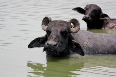 Su gölünde bufalo, İtalyan bufalosu ve Hint bufalosu yakın çekim.