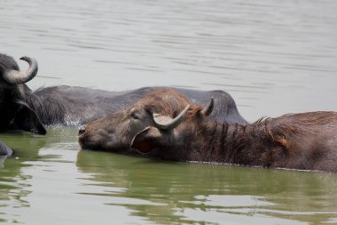 Su gölünde bufalo, İtalyan bufalosu ve Hint bufalosu yakın çekim.