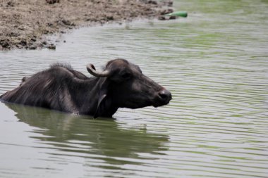 Su gölünde bufalo, İtalyan bufalosu ve Hint bufalosu yakın çekim.