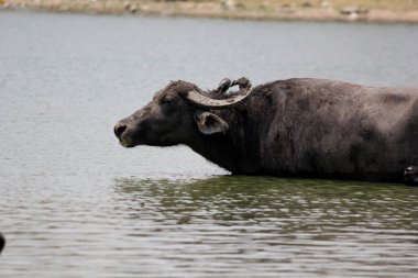 Su gölünde bufalo, İtalyan bufalosu ve Hint bufalosu yakın çekim.