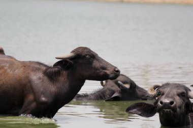 Su gölünde bufalo, İtalyan bufalosu ve Hint bufalosu yakın çekim.