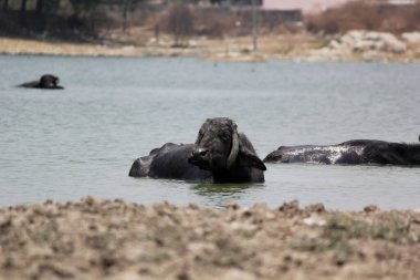 Su gölünde bufalo, İtalyan bufalosu ve Hint bufalosu yakın çekim.