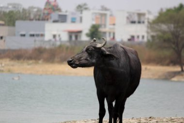 Su gölünde bufalo, İtalyan bufalosu ve Hint bufalosu yakın çekim.