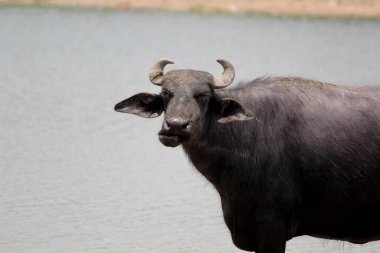 Su gölünde bufalo, İtalyan bufalosu ve Hint bufalosu yakın çekim.