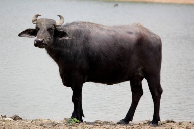 Su gölünde bufalo, İtalyan bufalosu ve Hint bufalosu yakın çekim.