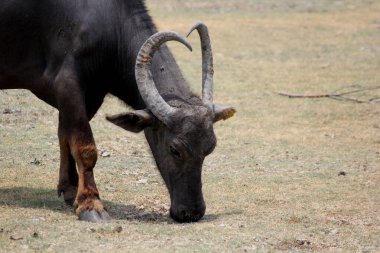 Su gölünde bufalo, İtalyan bufalosu ve Hint bufalosu yakın çekim.