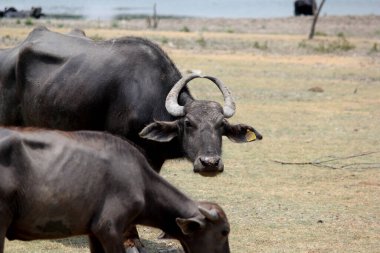 Su gölünde bufalo, İtalyan bufalosu ve Hint bufalosu yakın çekim.