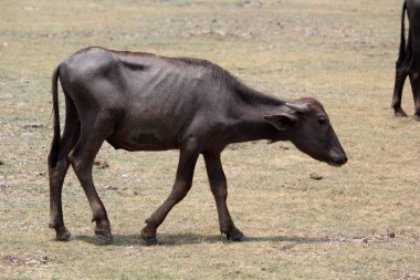 Su gölünde bufalo, İtalyan bufalosu ve Hint bufalosu yakın çekim.