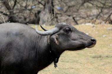 Su gölünde bufalo, İtalyan bufalosu ve Hint bufalosu yakın çekim.