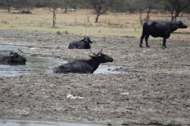 Su gölünde bufalo, İtalyan bufalosu ve Hint bufalosu yakın çekim.