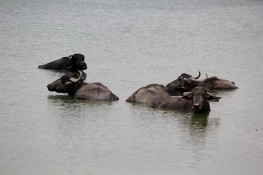Su gölünde bufalo, İtalyan bufalosu ve Hint bufalosu yakın çekim.