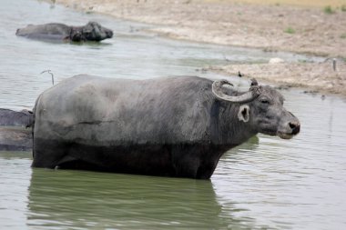 Su gölünde bufalo, İtalyan bufalosu ve Hint bufalosu yakın çekim.