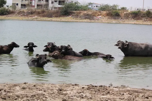 Su gölünde bufalo, İtalyan bufalosu ve Hint bufalosu yakın çekim.