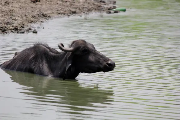 Su gölünde bufalo, İtalyan bufalosu ve Hint bufalosu yakın çekim.