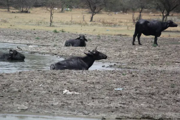 Su gölünde bufalo, İtalyan bufalosu ve Hint bufalosu yakın çekim.