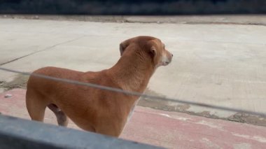 köpek evin önünde giriş kapısı.