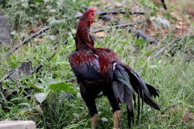 Çiftlikte köy usulü natu kodi köy tavuğu