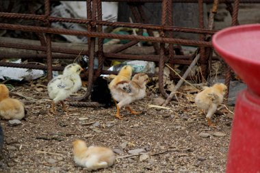 Çiftlikte köy usulü natu kodi köy tavuğu