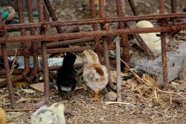 Çiftlikte köy usulü natu kodi köy tavuğu