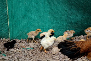 Çiftlikte köy usulü natu kodi köy tavuğu