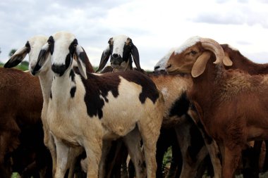 Çiftlik arazisinin yanındaki yolda keçileri yakın çekim