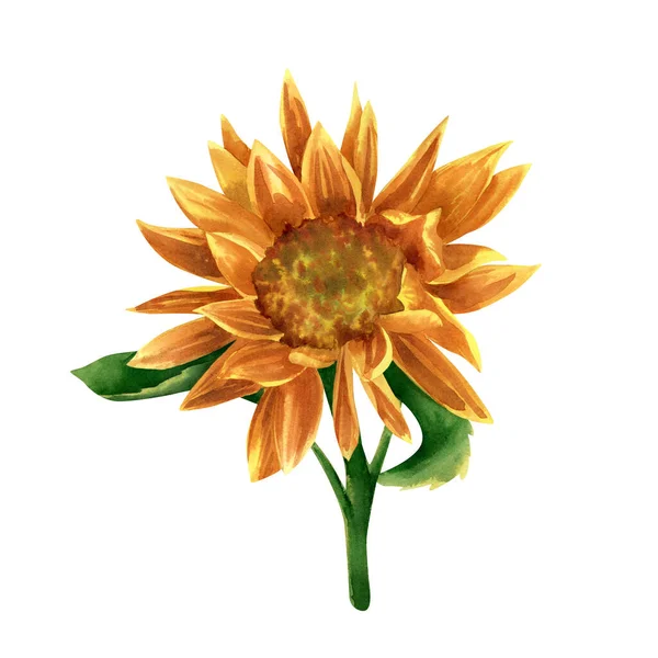 Ilustração Girassol Ilustração Botânica Aquarela Com Flores Folhas Amarelas Alaranjadas — Fotografia de Stock